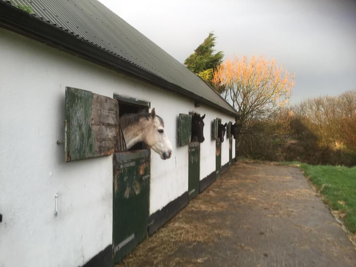 Dromelihy House Stud Guest House Doonbeg Bagian luar foto