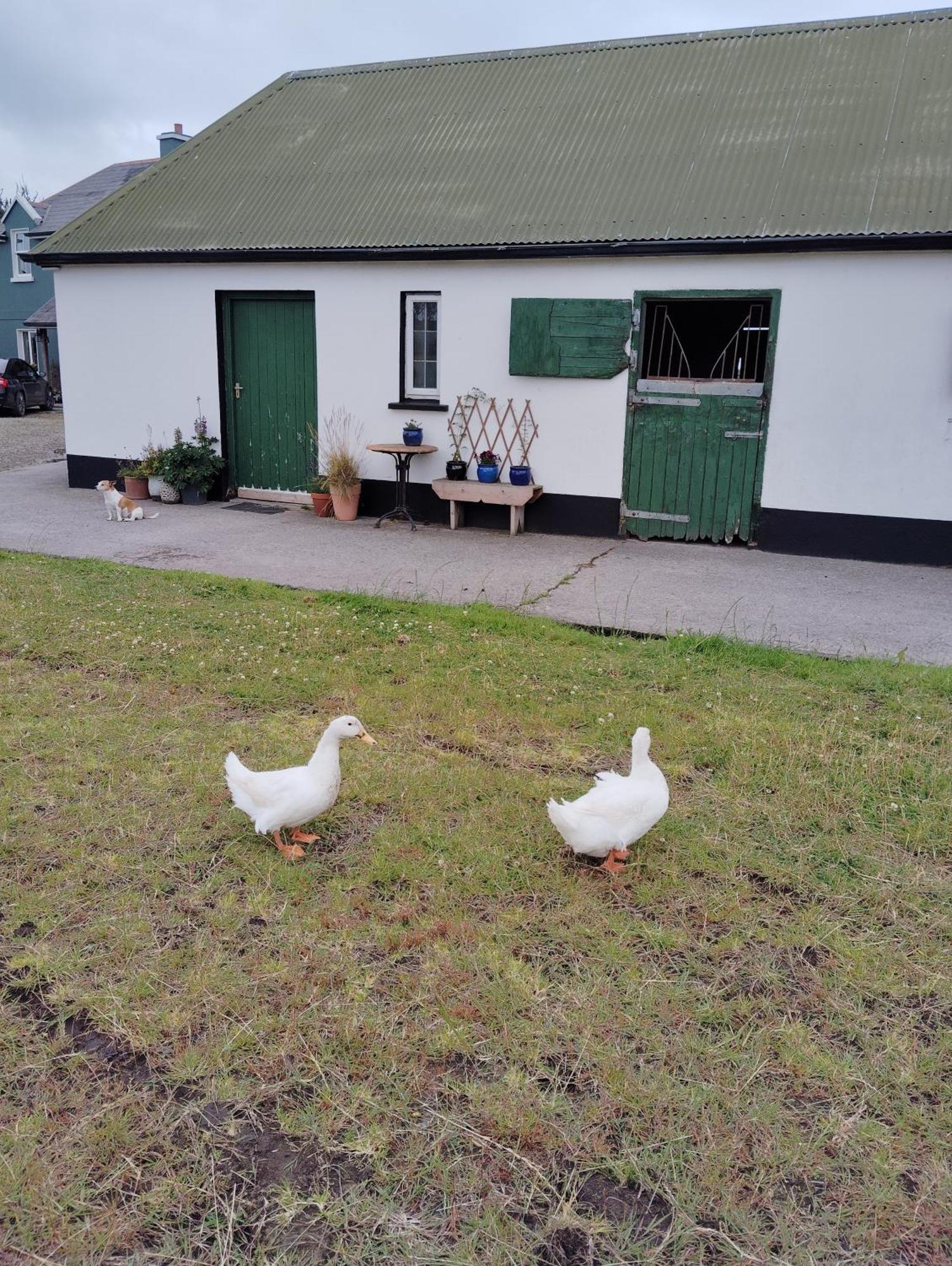 Dromelihy House Stud Guest House Doonbeg Bagian luar foto