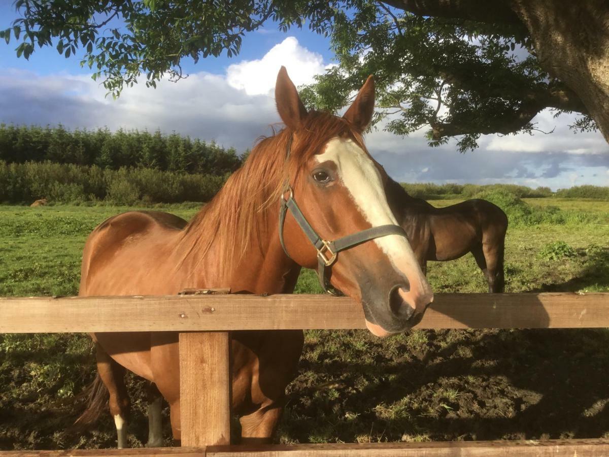 Dromelihy House Stud Guest House Doonbeg Bagian luar foto